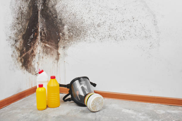 Best Local Mold Removal Service  in Burnet, TX