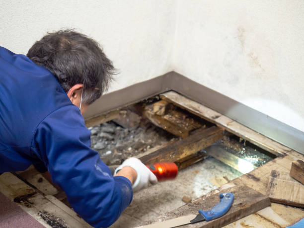 Best Attic Mold Removal  in Burnet, TX
