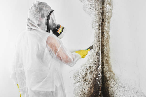 Best Fast Mold Removal  in Burnet, TX