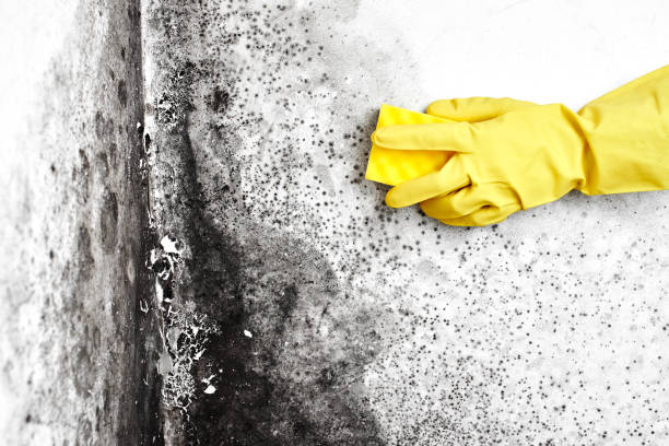 Certified Mold Removal in Burnet, TX