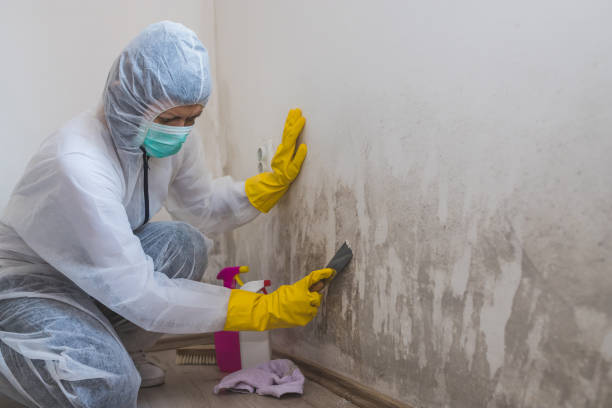 Mold Testing and Removal in Burnet, TX