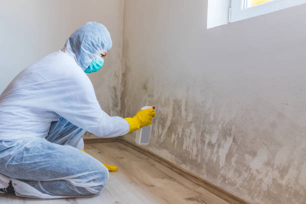 Best Mold Testing  in Burnet, TX