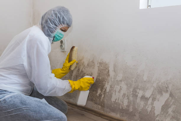 Best Commercial Mold Removal  in Burnet, TX