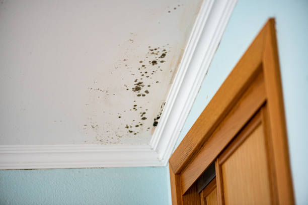 Trusted Burnet, TX Mold Removal Experts