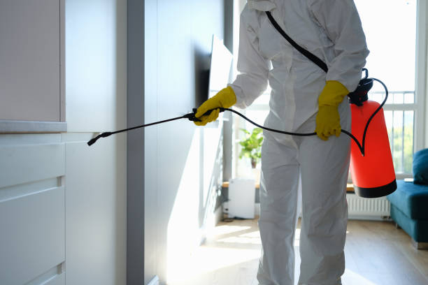 Best Mold Damage Repair  in Burnet, TX