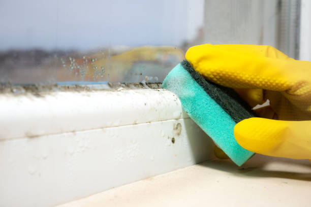 Best Mold Removal Near Me  in Burnet, TX