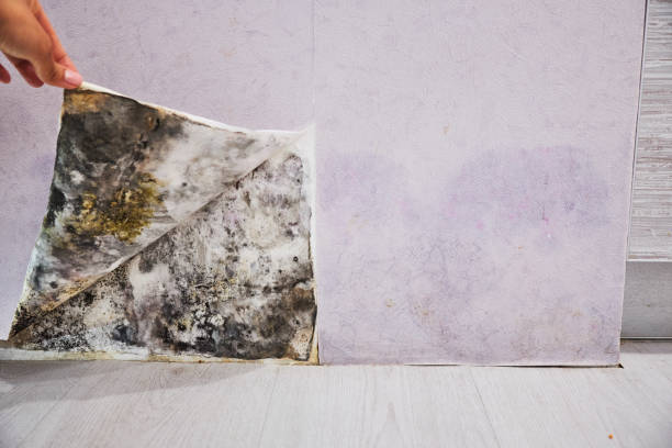 Best Local Mold Removal Service  in Burnet, TX